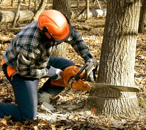 Tree Removal in Monrovia, CA